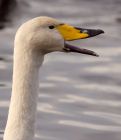 Filename=whooper_121108i.jpg
Filesize=164KB
Dimensions=694x800
Date added=Nov 14, 2008 whooper_121108i.jpg