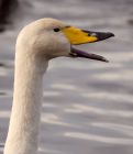 whooper_121108i.jpg