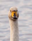 Filename=whooper_121108n.jpg
Filesize=155KB
Dimensions=634x800
Date added=Nov 14, 2008 whooper_121108n.jpg