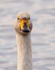 whooper_121108n.jpg