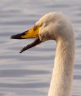 whooper_121108o.jpg