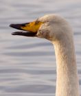 Filename=whooper_121108p.jpg
Filesize=121KB
Dimensions=678x800
Date added=Nov 14, 2008 whooper_121108p.jpg