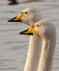 Filename=whooper_121108q.jpg
Filesize=149KB
Dimensions=675x800
Date added=Nov 14, 2008 whooper_121108q.jpg