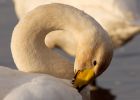 whooper_121108v.jpg