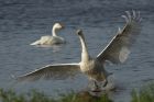 whooper_121114b.jpg