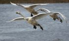 whooper_121114o.jpg