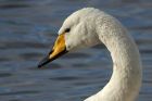 whooper_121114t.jpg