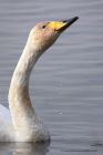 whooper_131011c.jpg