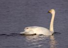 whooper_140111a.jpg