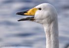 whooper_140311c.jpg