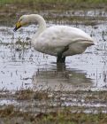 whooper_1411i.jpg