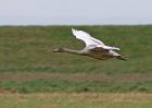 Filename=whooper_1411t.jpg
Filesize=90KB
Dimensions=800x566
Date added=Sep 04, 2008 whooper_1411t.jpg