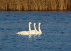 whooper_151207a.jpg