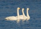 whooper_151207aa.jpg