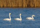 whooper_151207b.jpg