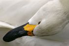 Filename=whooper_1703b.jpg
Filesize=90KB
Dimensions=800x532
Date added=Nov 14, 2008 whooper_1703b.jpg