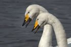 whooper_180313b.jpg