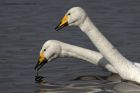 whooper_180313d.jpg