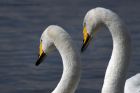 whooper_180313f.jpg