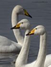 whooper_180313g.jpg