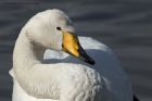 whooper_180313k.jpg