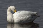 whooper_180313o.jpg