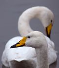 whooper_200110c.jpg