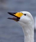 Filename=whooper_200110f.jpg
Filesize=242KB
Dimensions=852x1000
Date added=Jan 31, 2010 whooper_200110f.jpg