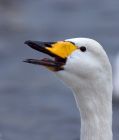 whooper_200110f.jpg