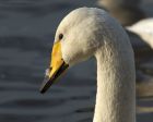 whooper_200115a.jpg