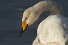 whooper_200115b.jpg