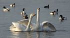 whooper_200115f.jpg