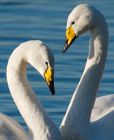 whooper_200116a.jpg