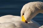 whooper_200116g.jpg