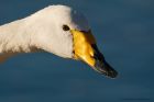 whooper_200116i.jpg