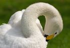 Filename=whooper_200807a.jpg
Filesize=179KB
Dimensions=820x570
Date added=Nov 14, 2008 whooper_200807a.jpg