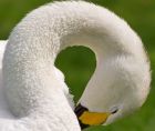 whooper_200807b.jpg