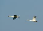 whooper_201007b.jpg