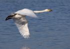 whooper_210111c.jpg