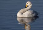 whooper_210111e.jpg