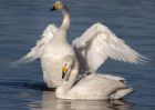 Filename=whooper_210111h.jpg
Filesize=250KB
Dimensions=1000x714
Date added=Jan 23, 2011 whooper_210111h.jpg