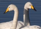 whooper_210111k.jpg