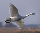 whooper_210111s.jpg