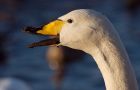 Filename=whooper_220109a.jpg
Filesize=156KB
Dimensions=800x518
Date added=Jan 24, 2009 whooper_220109a.jpg