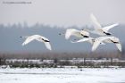 whooper_230113p.jpg