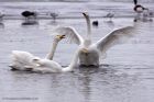 whooper_230113r.jpg