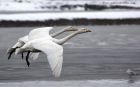 whooper_230113t.jpg