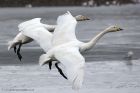 whooper_230113u.jpg