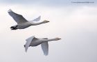 whooper_231112a.jpg