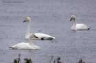 whooper_240912a.jpg